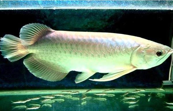 什么觀賞魚最好養 十大觀賞魚有哪些