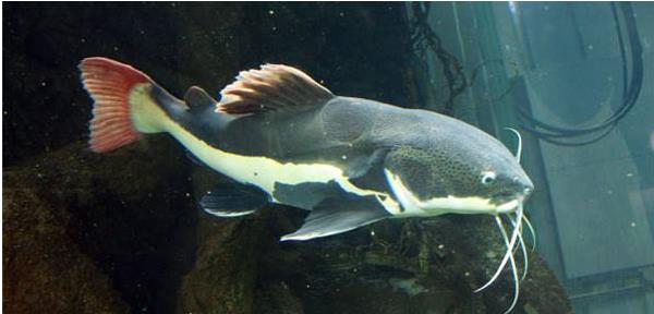 什么觀賞魚最好養 十大觀賞魚有哪些