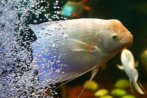 什么觀賞魚最好養 十大觀賞魚有哪些