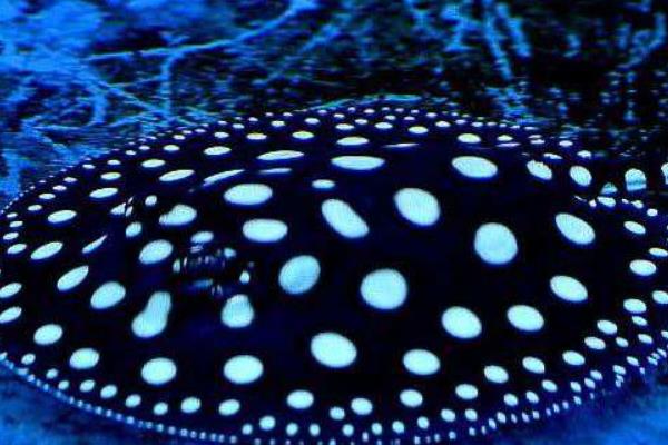 什么觀賞魚最好養 十大觀賞魚有哪些