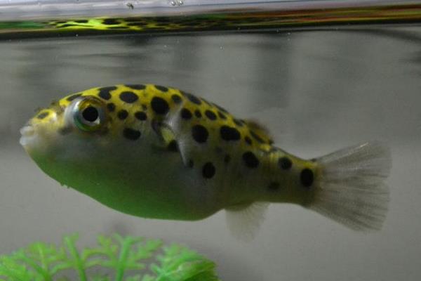 什么觀賞魚最好養 十大觀賞魚有哪些