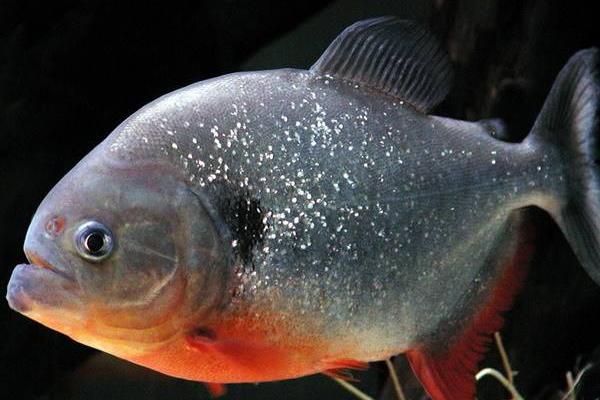 什么觀賞魚最好養 十大觀賞魚有哪些