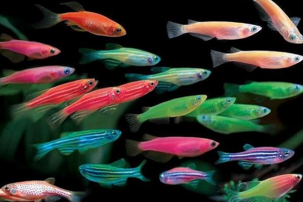 什么觀賞魚最好養 十大肉食大型觀賞魚