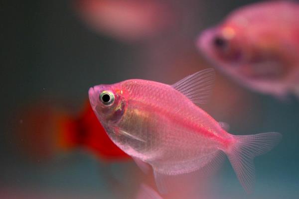 什么觀賞魚最好養 十大肉食大型觀賞魚