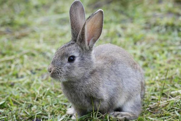 養兔子對主人風水好嗎 養兔子會帶來好運嗎