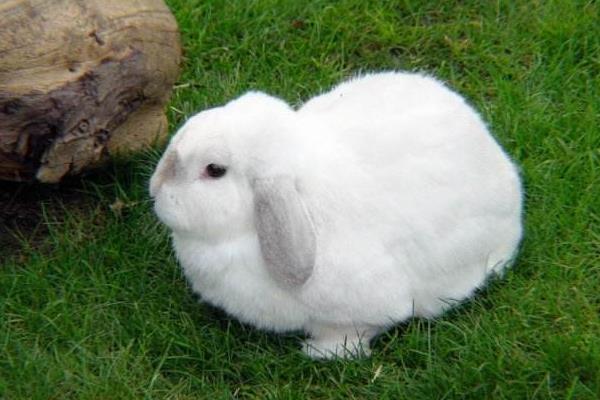 養兔子對主人風水好嗎 養兔子會帶來好運嗎