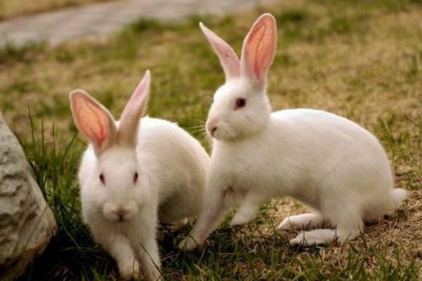 養兔子對主人風水好嗎 養兔子會帶來好運嗎