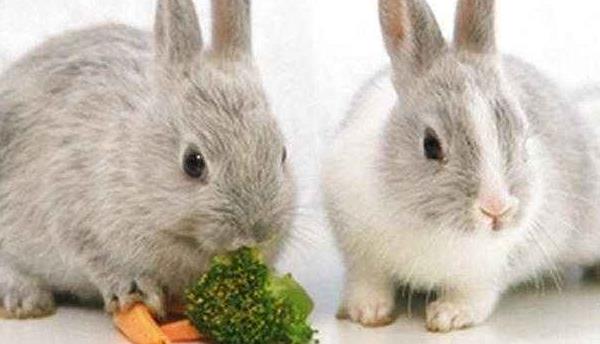 養兔子對主人風水好嗎 養兔子會帶來好運嗎