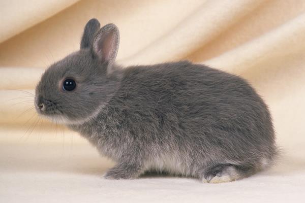 養兔子對主人風水好嗎 養兔子會帶來好運嗎