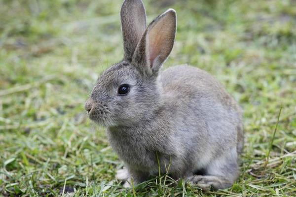 養兔子需要準備什么 養兔子怎么找銷路