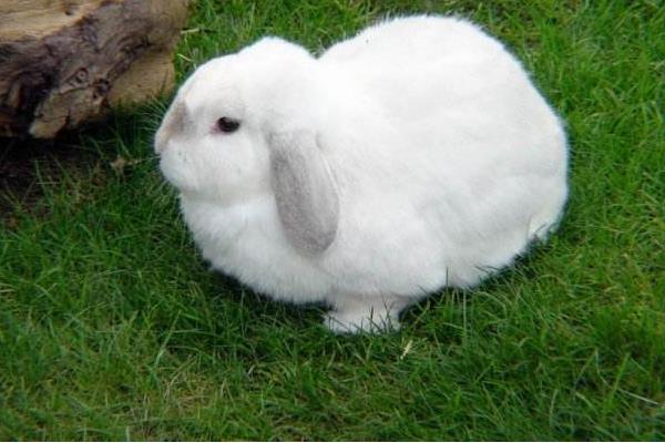 養兔子需要準備什么 養兔子怎么找銷路