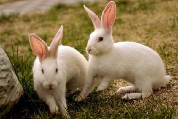 養兔子需要準備什么 養兔子怎么找銷路