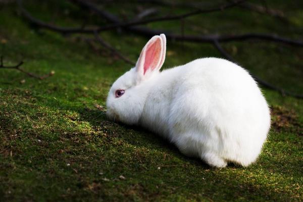 養兔子需要準備什么 養兔子怎么找銷路
