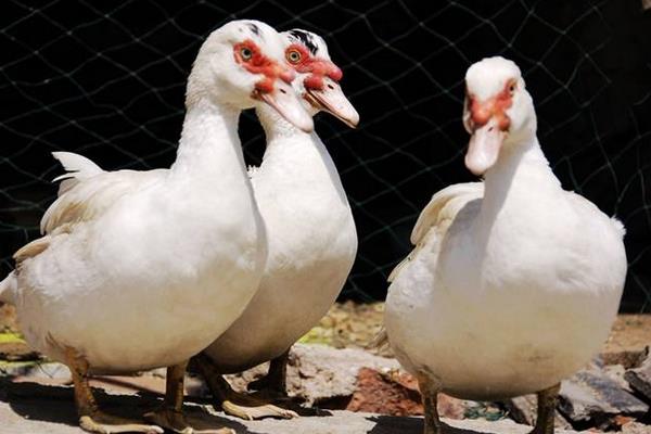 鴛鴦鴨苗市場價格多少錢一只 鴛鴦鴨養殖技術