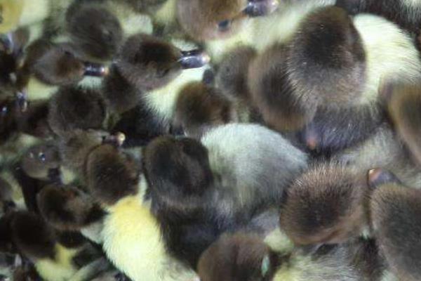 鴛鴦鴨苗市場價格多少錢一只 鴛鴦鴨養殖技術