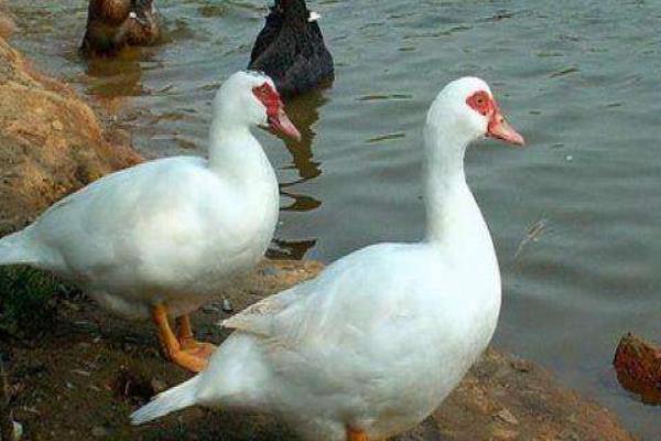 鴛鴦鴨苗市場價格多少錢一只 鴛鴦鴨養殖技術