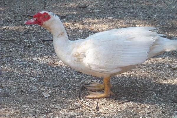 鴛鴦鴨苗市場價格多少錢一只 鴛鴦鴨養殖技術