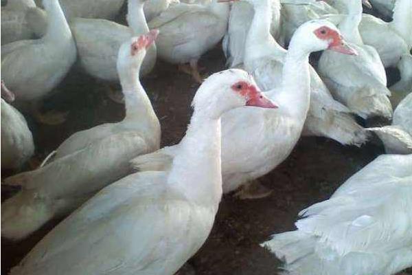 鴛鴦鴨苗市場價格多少錢一只 鴛鴦鴨養殖技術