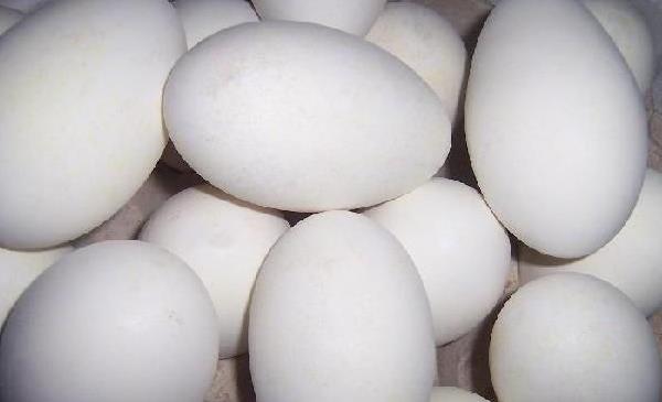 鴛鴦鴨苗市場價格多少錢一只 鴛鴦鴨養殖技術