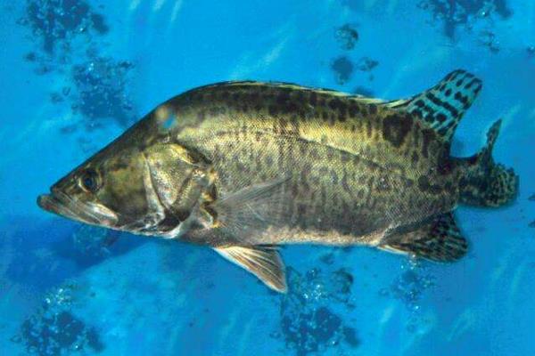 桂魚怎么釣 釣桂魚用什么餌料好