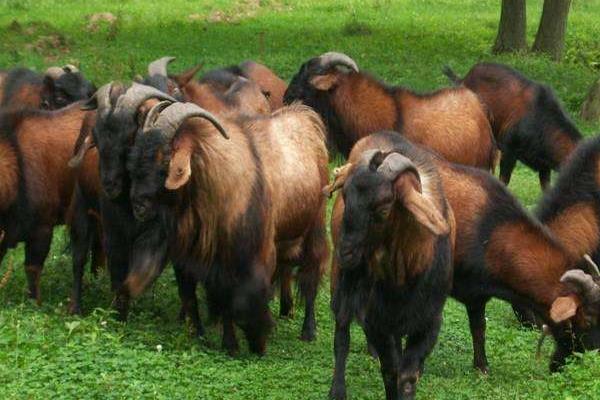 南江黃羊幼苗市場價格多少錢一只 南江黃羊的養殖技術