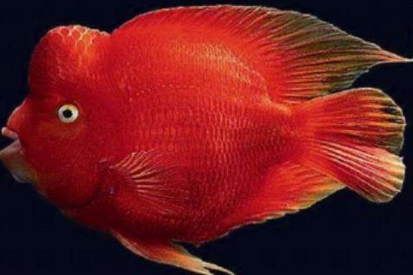 紅元寶鸚鵡魚多少錢一條 元寶鸚鵡魚怎么養(yǎng)能起頭