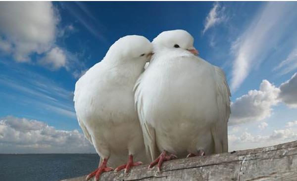 乳鴿的功效與作用 乳鴿的營養(yǎng)價值