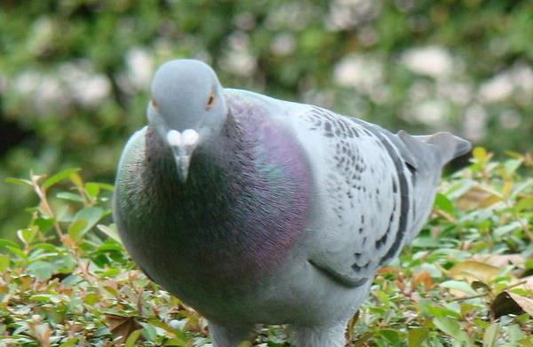 養(yǎng)鴿子掙錢嗎 養(yǎng)鴿子的利潤