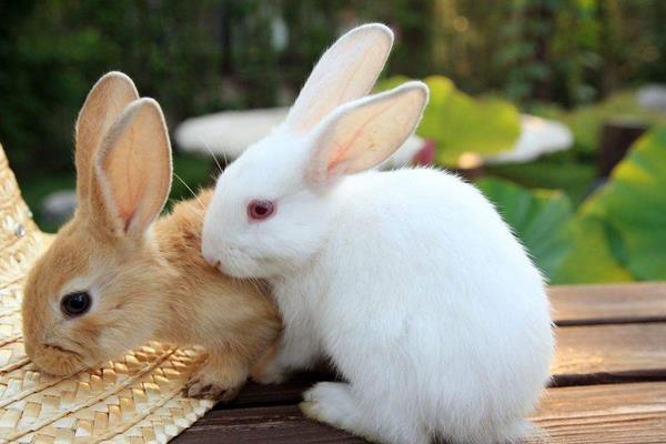養兔子會傳染人疾病嗎 養兔子的注意事項