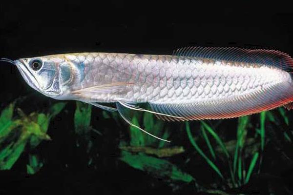 銀龍魚能活多少年 銀龍魚水溫多少合適