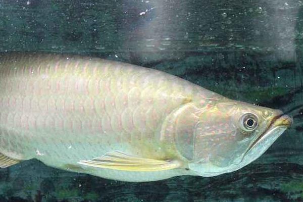 銀龍魚養幾條好 銀龍魚跳缸是吉還是兇