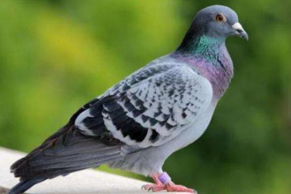 怎么養(yǎng)鴿子不怕飛走 怎樣養(yǎng)鴿子越養(yǎng)越多
