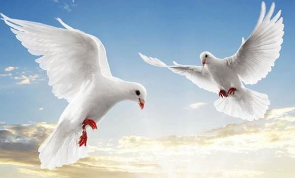 怎么養鴿子不怕飛走 怎樣養鴿子越養越多