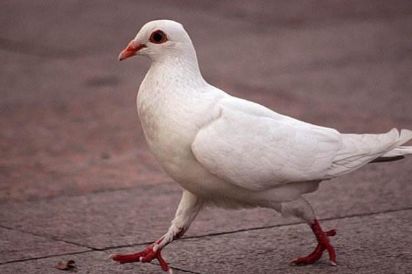 怎么養鴿子不怕飛走 怎樣養鴿子越養越多
