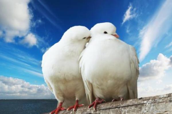 怎么養鴿子不怕飛走 怎樣養鴿子越養越多