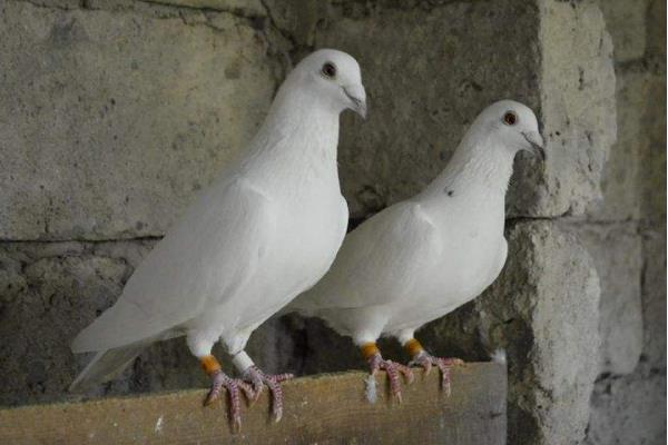 怎么養鴿子不怕飛走 怎樣養鴿子越養越多