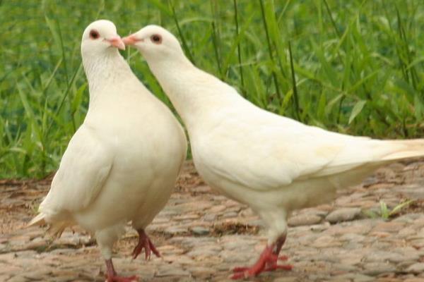怎么養鴿子不怕飛走 怎樣養鴿子越養越多