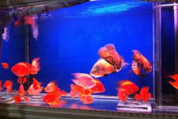 迷你鸚鵡魚怎么養 迷你鸚鵡魚怎么繁殖