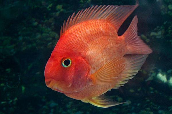 鸚鵡魚平躺缸底怎么治 鸚鵡魚為什么總在角落