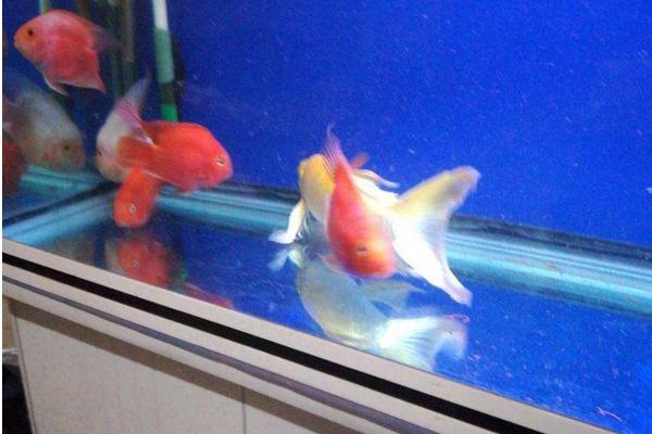 鸚鵡魚平躺缸底怎么治 鸚鵡魚為什么總在角落