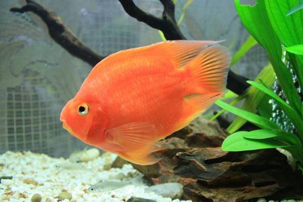 鸚鵡魚平躺缸底怎么治 鸚鵡魚為什么總在角落