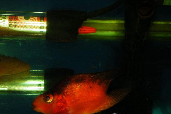 鸚鵡魚平躺缸底怎么治 鸚鵡魚為什么總在角落