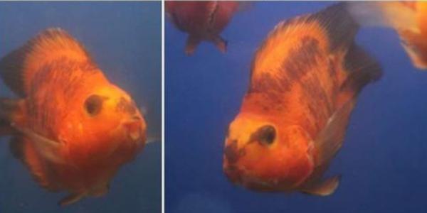 鸚鵡魚平躺缸底怎么治 鸚鵡魚為什么總在角落