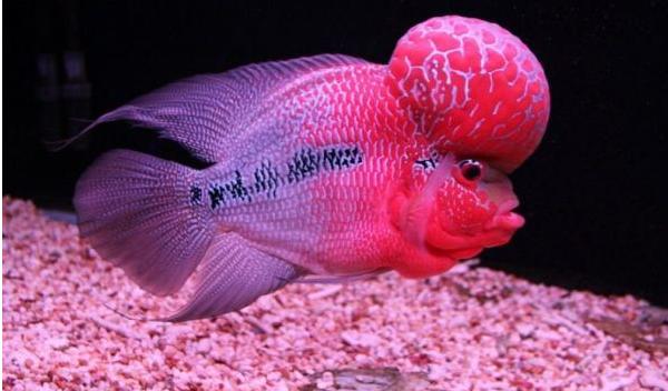 羅漢魚市場價格多少錢一條 羅漢魚品種排名