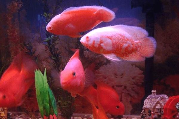 鸚鵡魚死前征兆 鸚鵡魚肚皮朝上怎么救