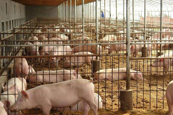 一頭豬一般有多少斤 一頭豬大概多少錢