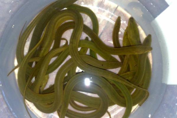 黃鱔怎么做好吃又簡單 黃鱔家常做法大全