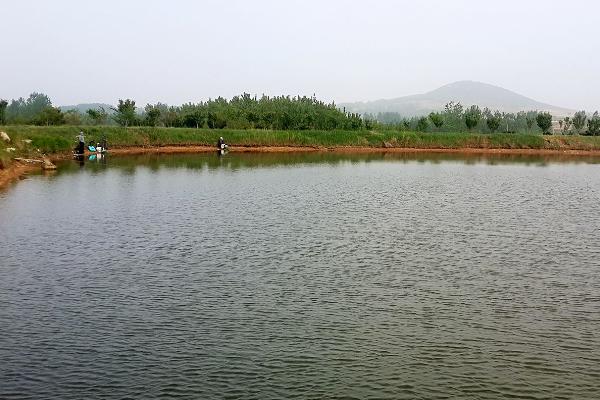 混養魚塘用什么餌料 魚塘里的浮萍怎么去除