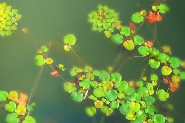 混養魚塘用什么餌料 魚塘里的浮萍怎么去除