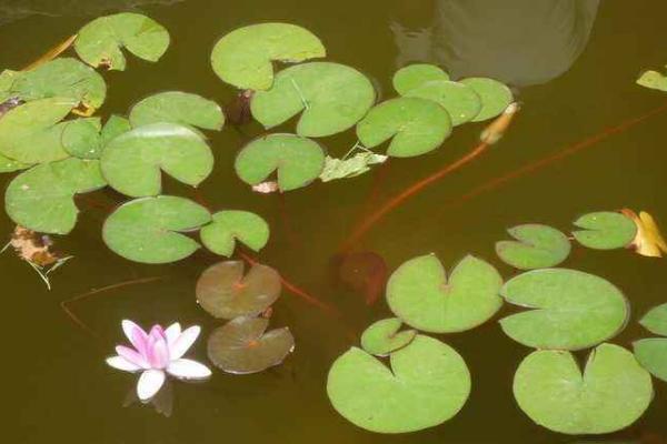 混養魚塘用什么餌料 魚塘里的浮萍怎么去除